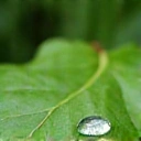 Dew drop on a leaf representing naturalness